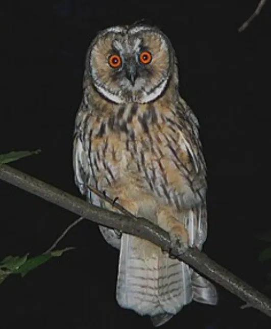 What Night Owls Discover When Language Learning Happens After Dark What Night Owls Discover When Language Learning Happens After Dark